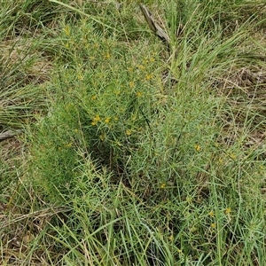 Persoonia mollis subsp. livens at Goulburn, NSW - 2 Jan 2025 04:27 PM