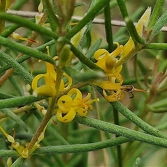 Persoonia mollis subsp. livens at Goulburn, NSW - 2 Jan 2025 04:27 PM