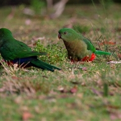 Alisterus scapularis (Australian King-Parrot) at Binna Burra, QLD - 16 Oct 2014 by AlisonMilton