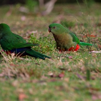 Alisterus scapularis (Australian King-Parrot) at Binna Burra, QLD - 17 Oct 2014 by AlisonMilton