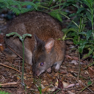 Thylogale thetis (Red-necked Pademelon) at Binna Burra, QLD - 14 Oct 2014 by AlisonMilton