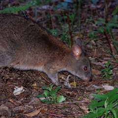Thylogale thetis at Binna Burra, QLD - 14 Oct 2014 07:21 PM
