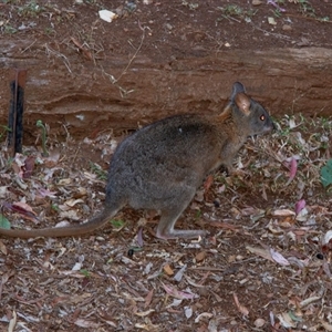 Thylogale thetis at Binna Burra, QLD - 14 Oct 2014 07:21 PM