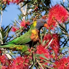 Trichoglossus moluccanus (Rainbow Lorikeet) at Huskisson, NSW - 15 Sep 2017 by AlisonMilton