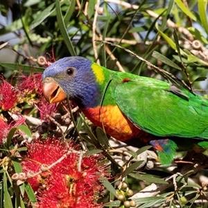 Trichoglossus moluccanus at Huskisson, NSW - 16 Sep 2017