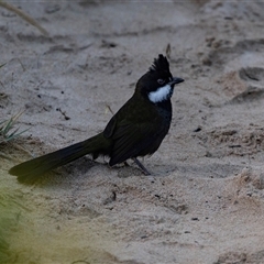 Psophodes olivaceus (Eastern Whipbird) at South Durras, NSW - 13 May 2017 by AlisonMilton