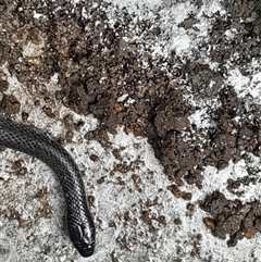 Unidentified Snake at Ghan, NT - 2 Jan 2025 by jonvanbeest