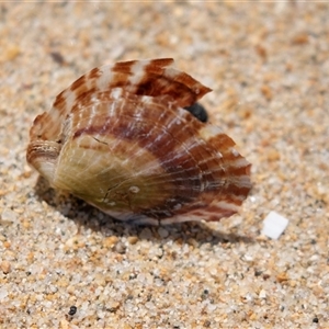 Pecten (Pecten) fumatus at Boydtown, NSW by AlisonMilton