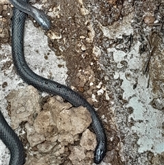 Cryptophis nigrescens (Eastern Small-eyed Snake) at Pappinbarra, NSW - 2 Jan 2025 by jonvanbeest