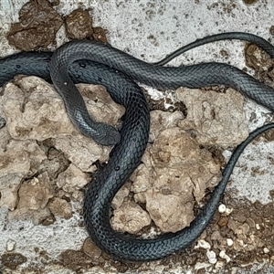 Cryptophis nigrescens at Pappinbarra, NSW - 2 Jan 2025 06:06 PM