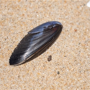 Mytilus edulis at Boydtown, NSW by AlisonMilton