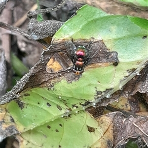 Unidentified Insect at Pappinbarra, NSW by jonvanbeest