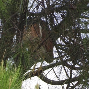 Nycticorax caledonicus at Greenway, ACT - 2 Jan 2025