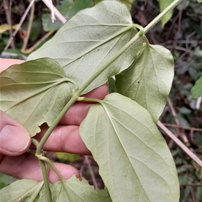 Unidentified Climber or Mistletoe at Pappinbarra, NSW - 1 Jan 2025 by jonvanbeest