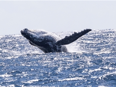 Megaptera novaeangliae (Humpback Whale) at Edrom, NSW - 7 Nov 2018 by AlisonMilton