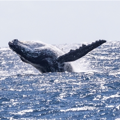 Megaptera novaeangliae (Humpback Whale) at Edrom, NSW - 8 Nov 2018 by AlisonMilton