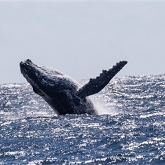 Megaptera novaeangliae at Edrom, NSW - 8 Nov 2018 09:50 AM