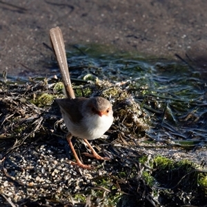 Malurus cyaneus (Superb Fairywren) at Eden, NSW by AlisonMilton