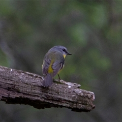 Eopsaltria australis (Eastern Yellow Robin) at Deua River Valley, NSW - 12 May 2017 by AlisonMilton