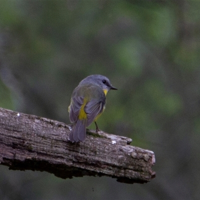 Eopsaltria australis (Eastern Yellow Robin) at Deua River Valley, NSW - 12 May 2017 by AlisonMilton