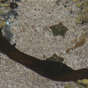 Aplysia juliana at Depot Beach, NSW by AlisonMilton