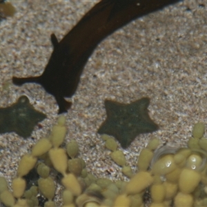 Parvulastra exigua at Depot Beach, NSW by AlisonMilton