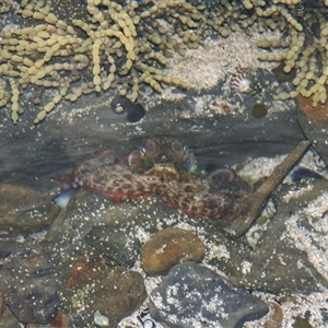 Octopus tetricus at Depot Beach, NSW by AlisonMilton