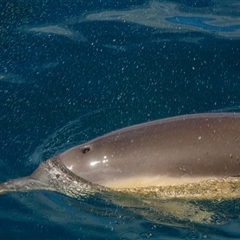 Tursiops truncatus at Tathra, NSW - 28 Oct 2012 by AlisonMilton