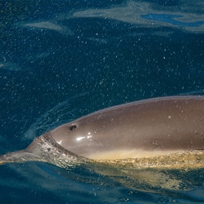 Tursiops truncatus at Tathra, NSW - 27 Oct 2012 by AlisonMilton