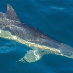 Delphinus delphis at Tathra, NSW - 28 Oct 2012 08:47 AM