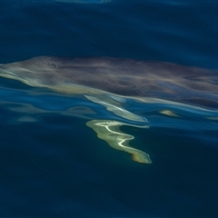 Delphinus delphis at Tathra, NSW - 28 Oct 2012 08:47 AM