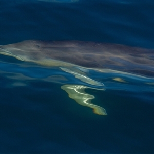 Delphinus delphis at Tathra, NSW - 28 Oct 2012 08:47 AM