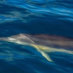 Delphinus delphis at Tathra, NSW - 28 Oct 2012 08:47 AM