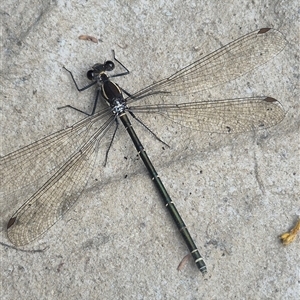 Austroargiolestes icteromelas (Common Flatwing) at Bungendore, NSW by clarehoneydove