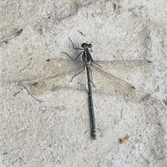 Austroargiolestes icteromelas at Bungendore, NSW - suppressed