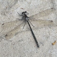 Austroargiolestes icteromelas at Bungendore, NSW - suppressed