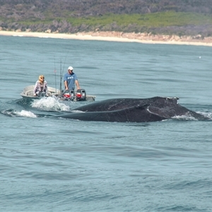 Megaptera novaeangliae at Tathra, NSW by AlisonMilton