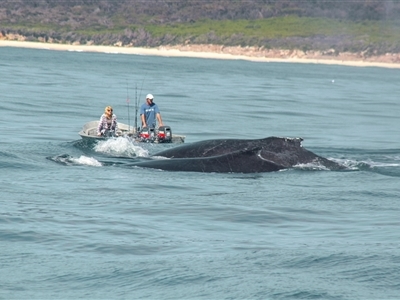 Megaptera novaeangliae (Humpback Whale) at Tathra, NSW - 28 Oct 2012 by AlisonMilton