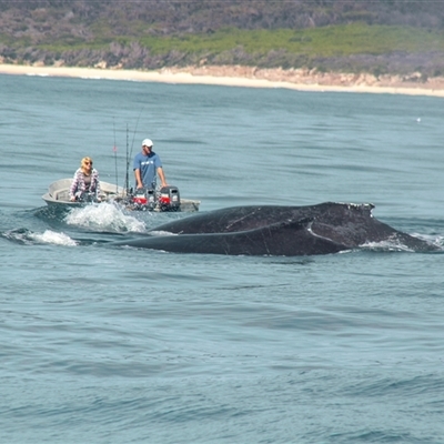 Megaptera novaeangliae at Tathra, NSW - 27 Oct 2012 by AlisonMilton