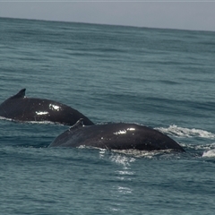 Megaptera novaeangliae at Tathra, NSW - 28 Oct 2012 09:13 AM