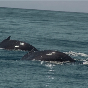 Megaptera novaeangliae at Tathra, NSW - 28 Oct 2012 09:13 AM