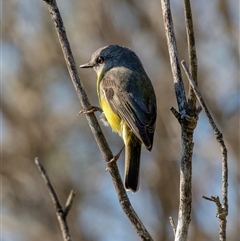 Eopsaltria australis (Eastern Yellow Robin) at South Durras, NSW - 13 May 2017 by AlisonMilton