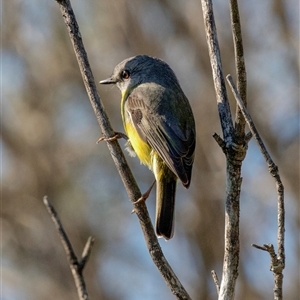 Eopsaltria australis (Eastern Yellow Robin) at South Durras, NSW by AlisonMilton