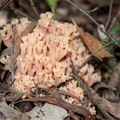 Ramaria sp. (genus) (A Coral fungus) at Monga, NSW - 8 Feb 2015 by AlisonMilton