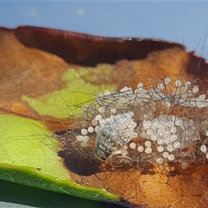 Anestia semiochrea at Holt, ACT - 29 Dec 2024 10:16 AM