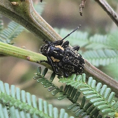 Ancita crocogaster (Longhorn or Longicorn beetle) at Bungendore, NSW - 2 Jan 2025 by clarehoneydove