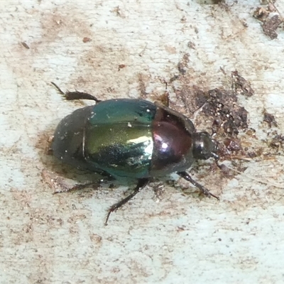 Saprinus (Saprinus) sp. (genus & subgenus) (Metallic hister beetle) at Charleys Forest, NSW - 2 Jan 2025 by arjay