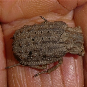 Omorgus sp. at Charleys Forest, NSW - suppressed