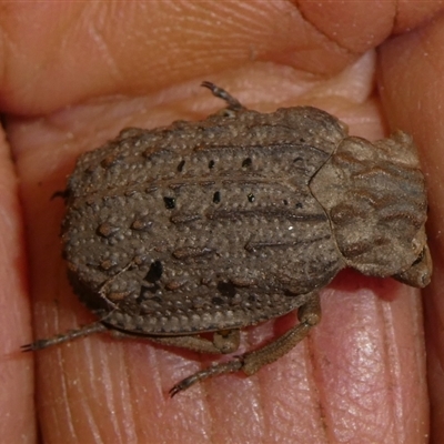 Omorgus sp. (Hide beetle) at Charleys Forest, NSW - 1 Jan 2025 by arjay