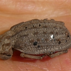 Omorgus sp. at Charleys Forest, NSW - suppressed